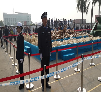 Destruction par les autorités chinoises de six(6) tonnes d'ivoire.